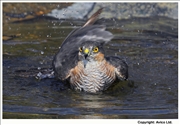 28. Sparrowhawk